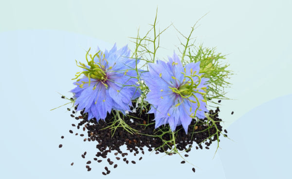 Black Seed Oil - Hair Growth Oil. Uses and Benefits.